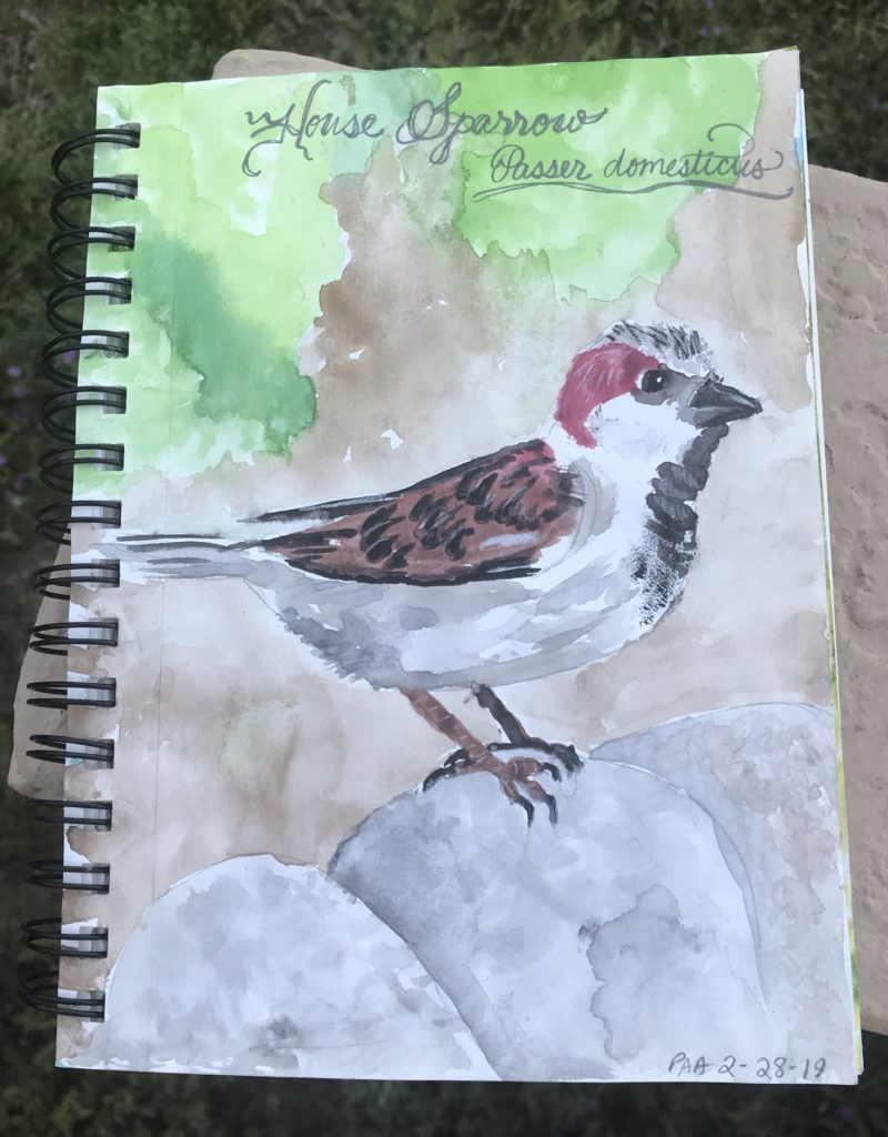 House Sparrow Nature Journal