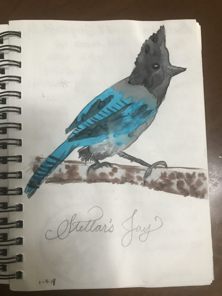 Stellar's Jay - Flagstaff, AZ Nature Journal Entry