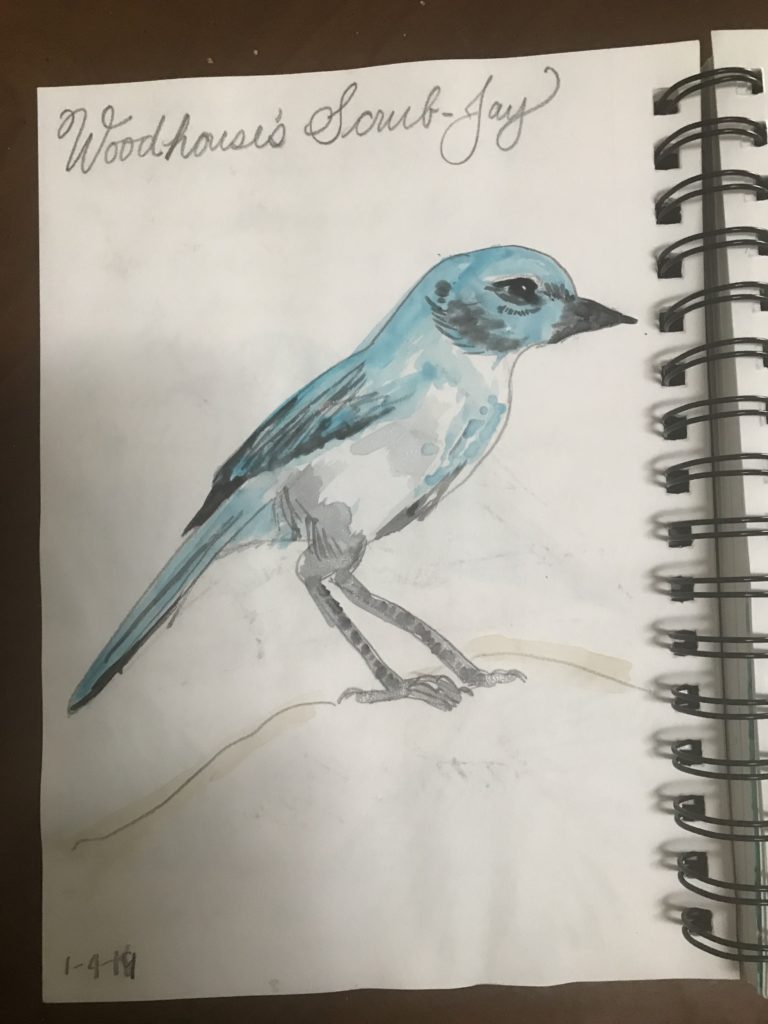 Woodhouse's Scrub Jay from Flagstaff, AZ Nature Journal Entry