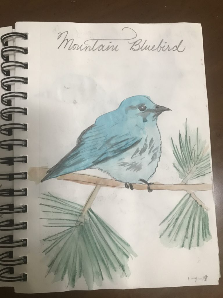 Mountain Bluebird Nature Journal Entry