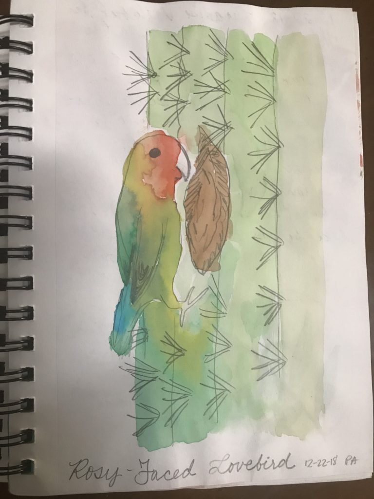 Paradise Valley Love Bird in a Saguaro Cactus Nature Journal Entry