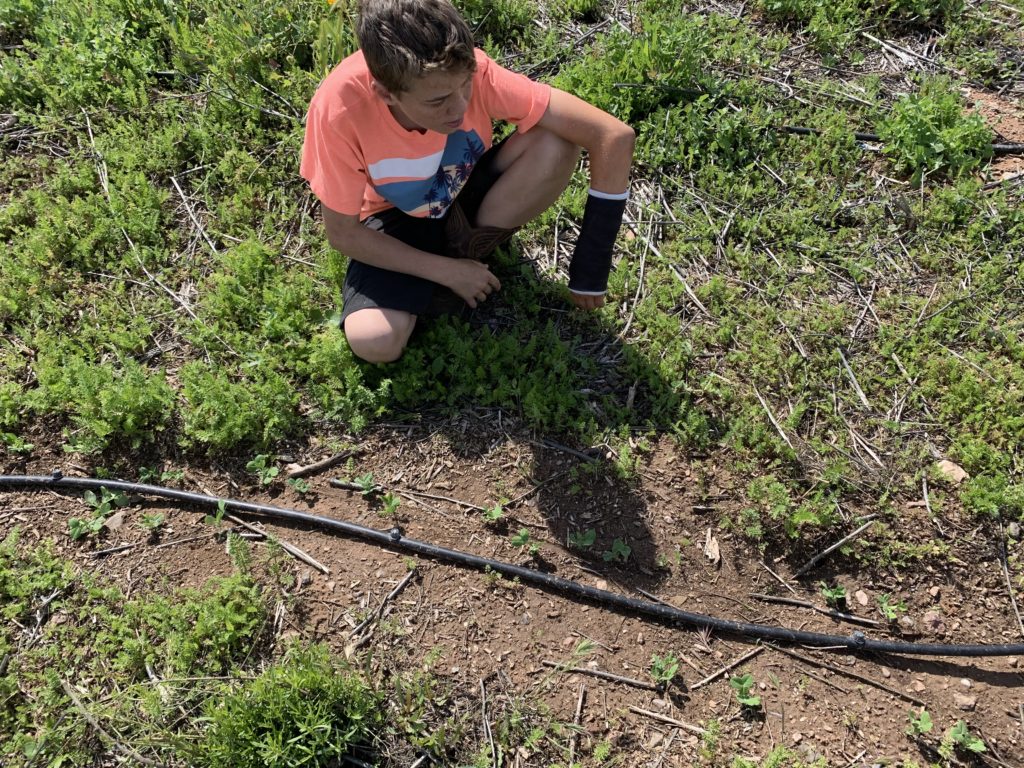 Homeschool Garden